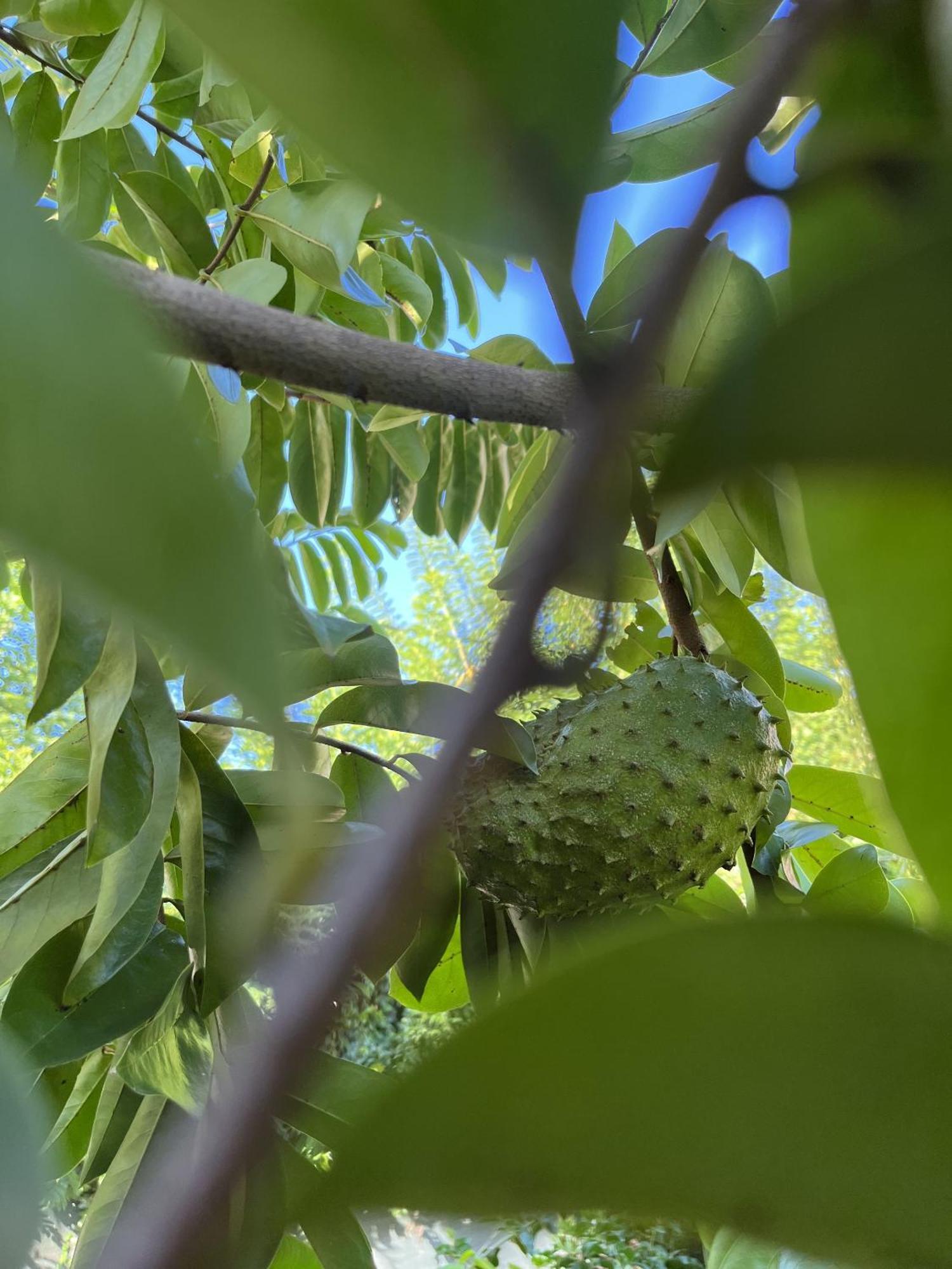 Eden Paradise Ecolodge & Spa Sainte-Luce Luaran gambar