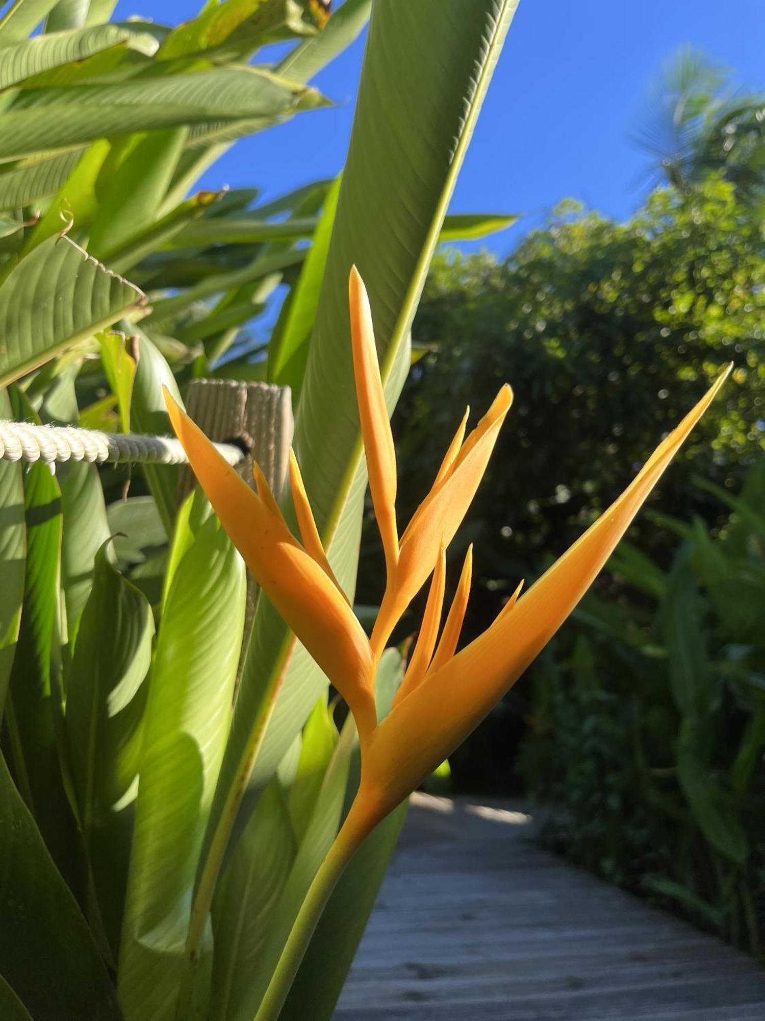 Eden Paradise Ecolodge & Spa Sainte-Luce Luaran gambar