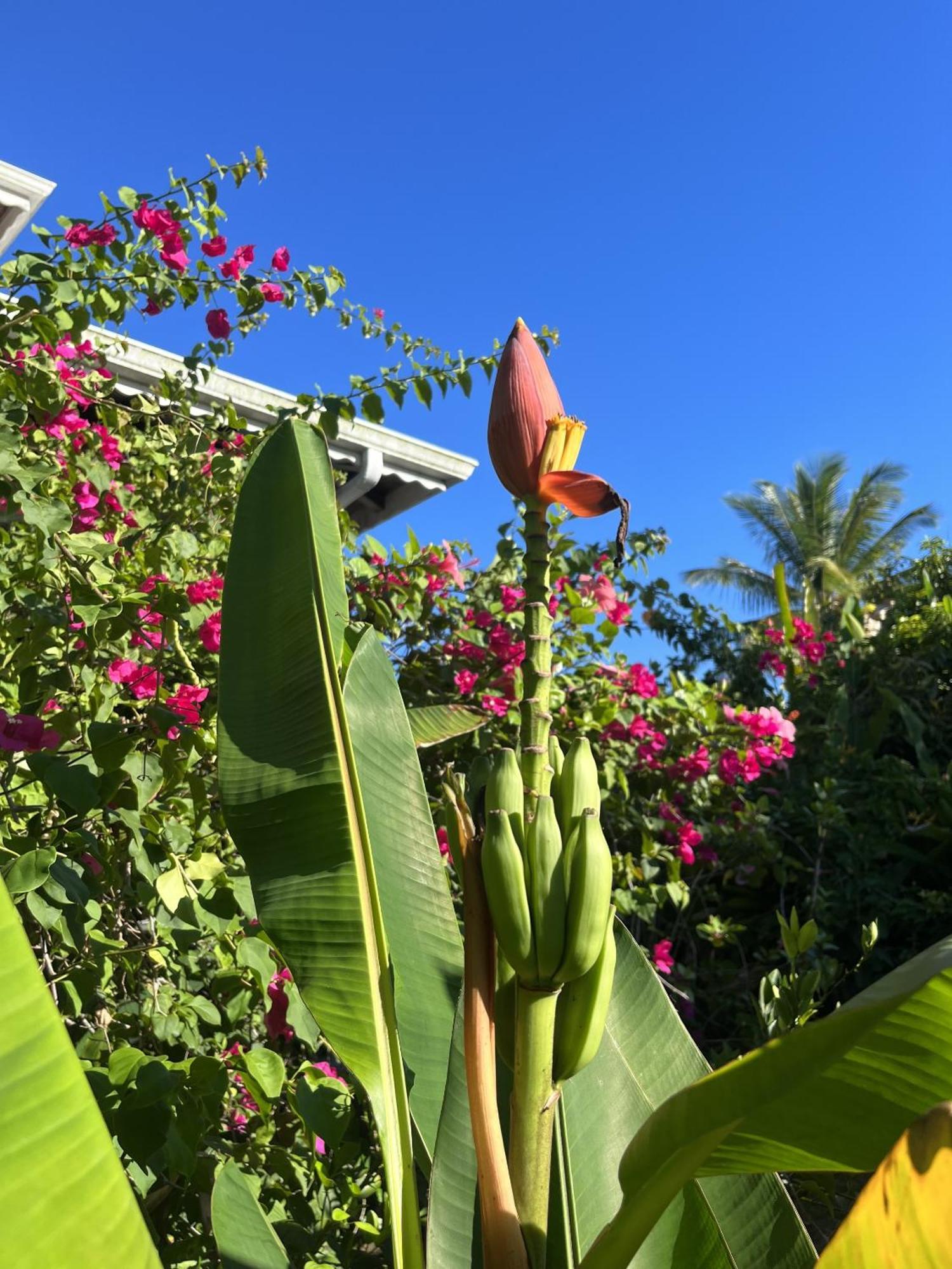 Eden Paradise Ecolodge & Spa Sainte-Luce Luaran gambar